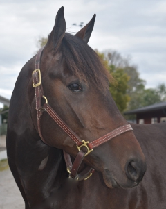 Whipped Eggs 171006-8